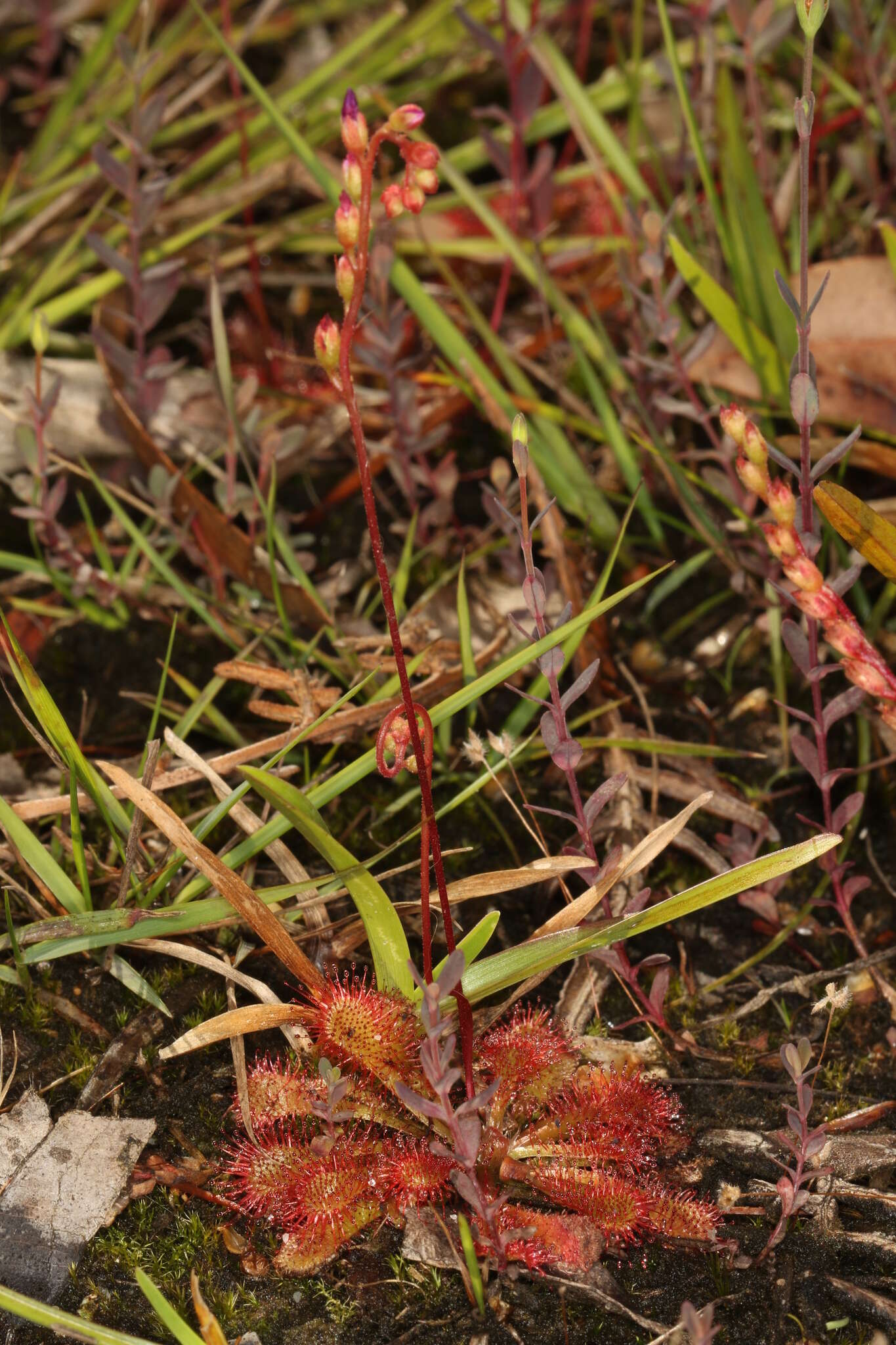 Image of spoonleaf sundew