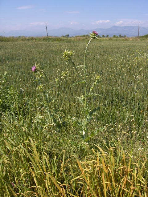 Image of Milk thistle