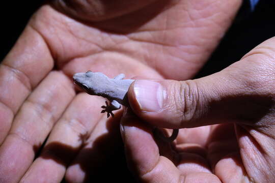 Image of Schlegel's Japanese Gecko