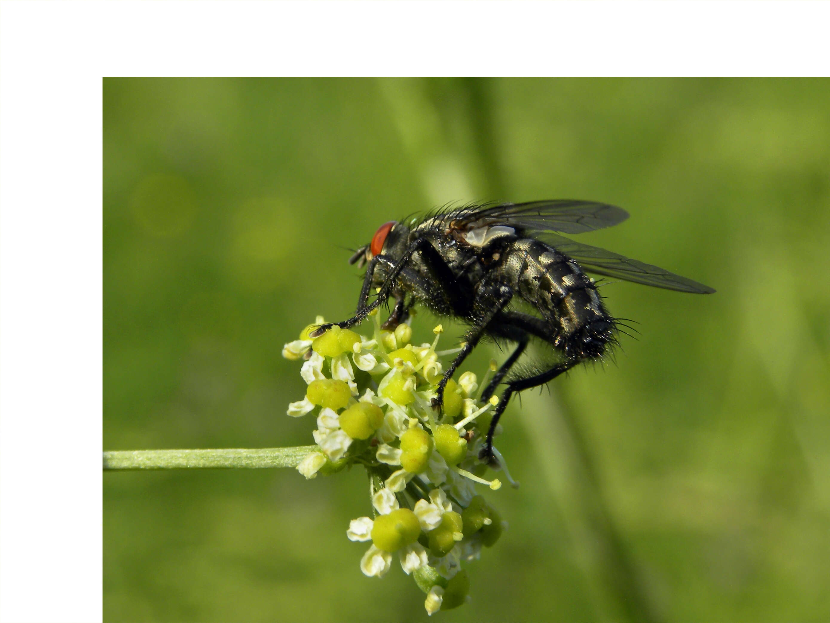 Image of Sarcophaga carnaria (Linnaeus 1758)