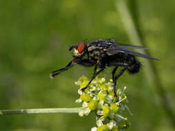 صورة Sarcophaga carnaria (Linnaeus 1758)