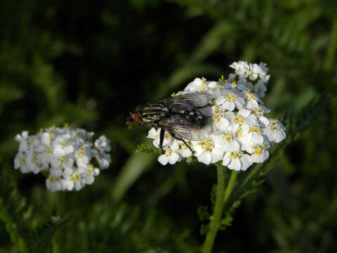 صورة Sarcophaga carnaria (Linnaeus 1758)