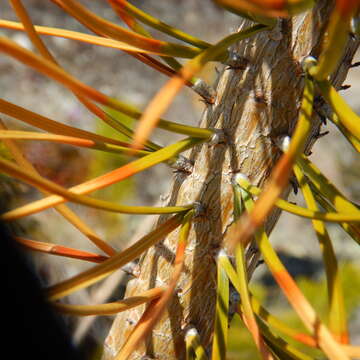 Image of Rocky Mountain lodgepole pine