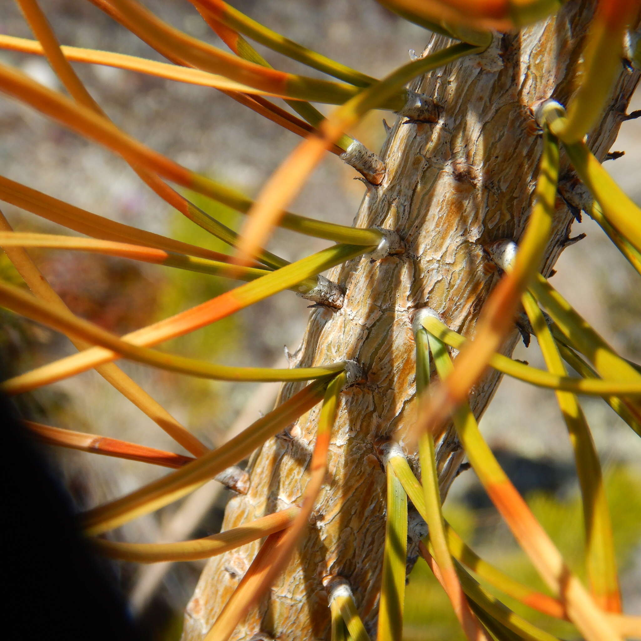 Sivun Pinus contorta var. latifolia Engelm. kuva