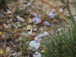 Salvia officinalis subsp. lavandulifolia (Vahl) Gams的圖片