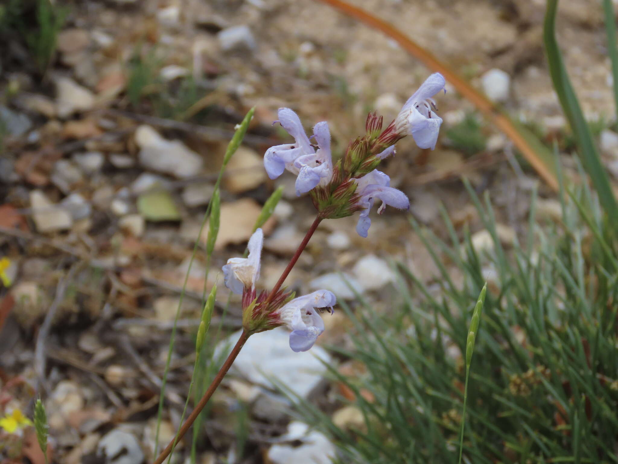 صورة Salvia officinalis subsp. lavandulifolia (Vahl) Gams