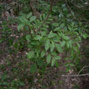 Image of Sambucus australis Cham. & Schltdl.