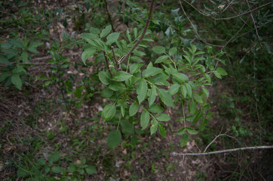 Sivun Sambucus australis Cham. & Schltdl. kuva