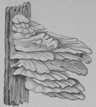 Image of Bracket Fungus