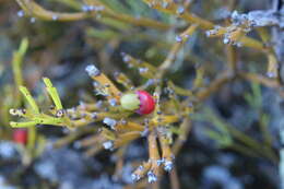 Image of Exocarpos bidwillii Hook. fil.