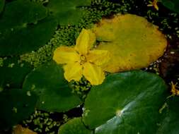 Image of yellow floatingheart