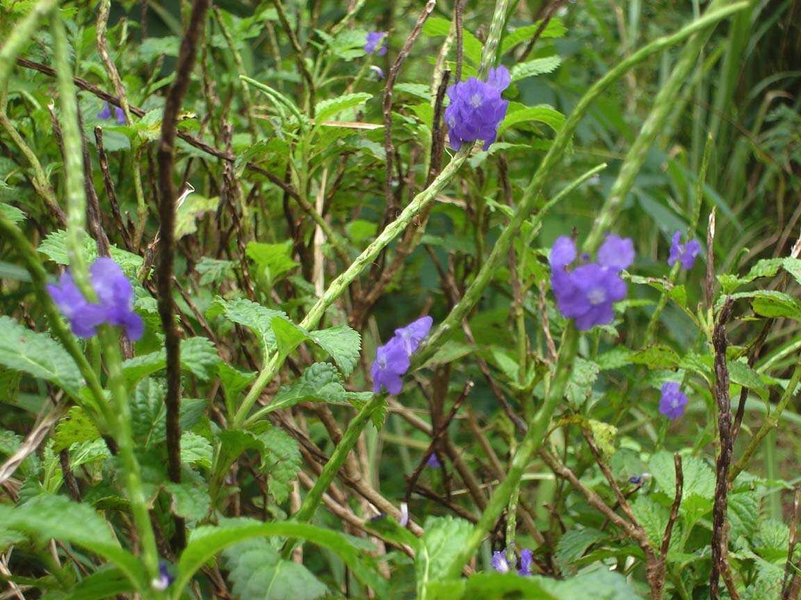 Image of cayenne porterweed