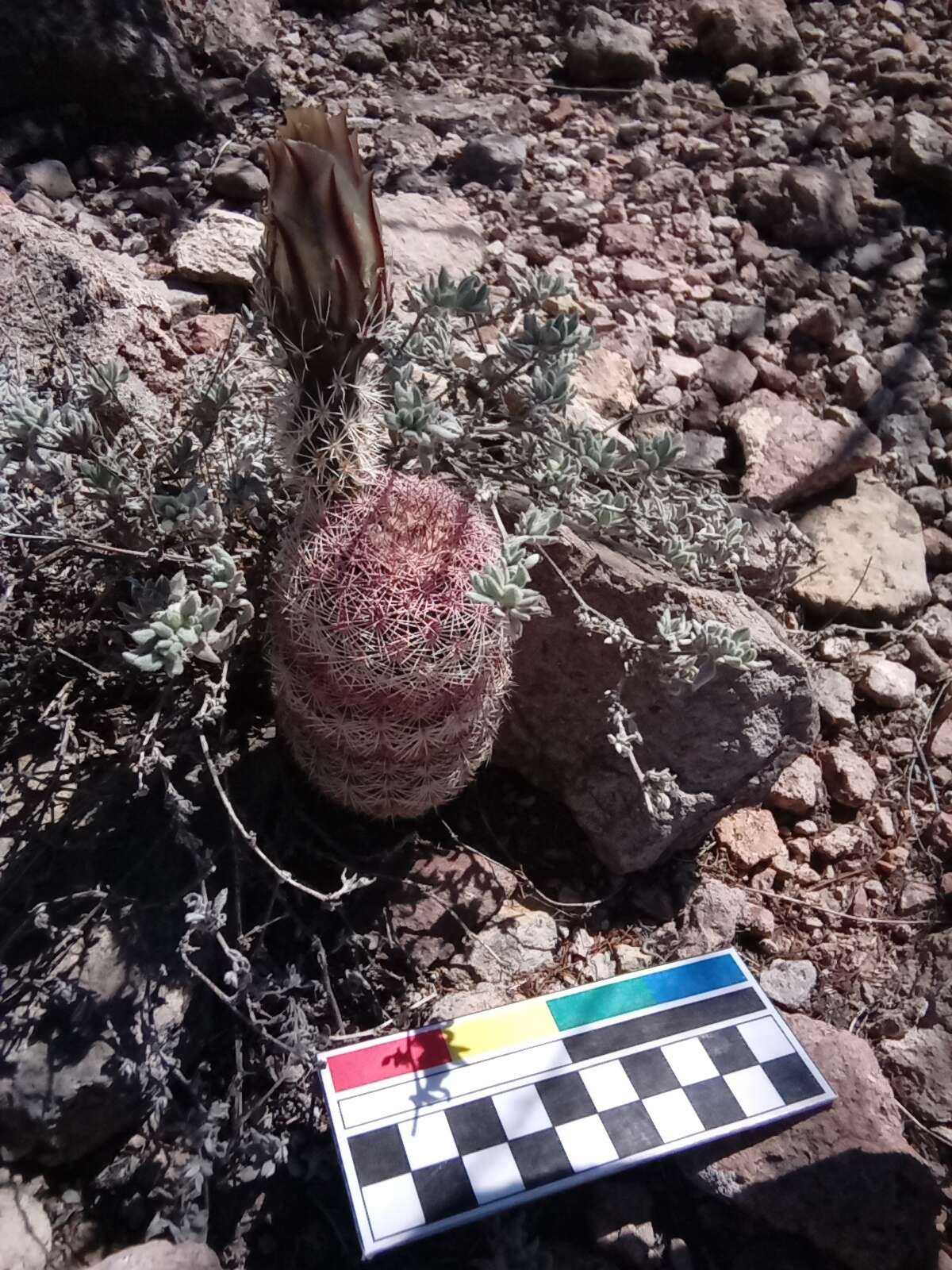 Image of Echinocereus pectinatus subsp. rutowiorum