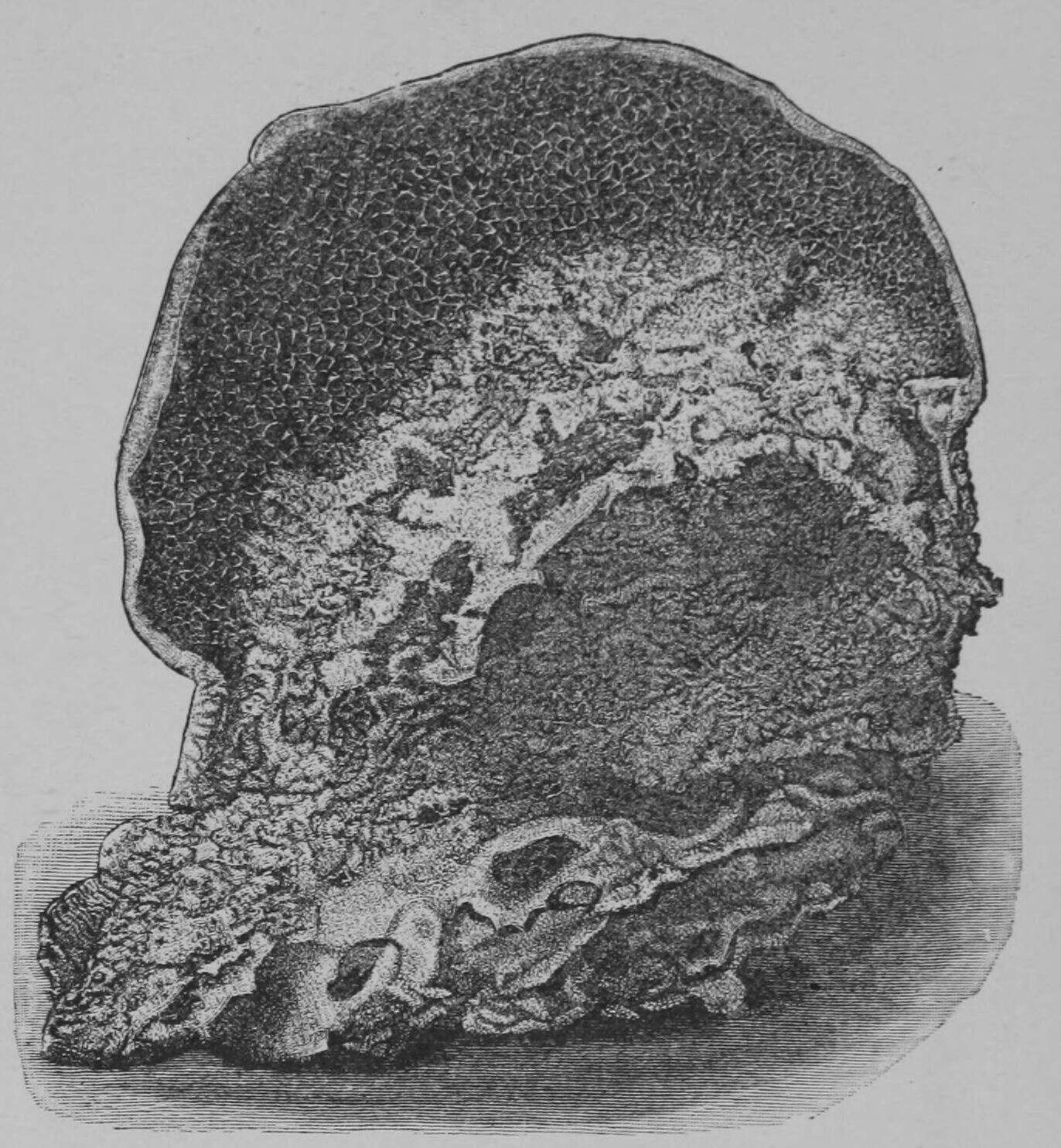 Image of Serpula lacrymans (Wulfen) J. Schröt. 1888