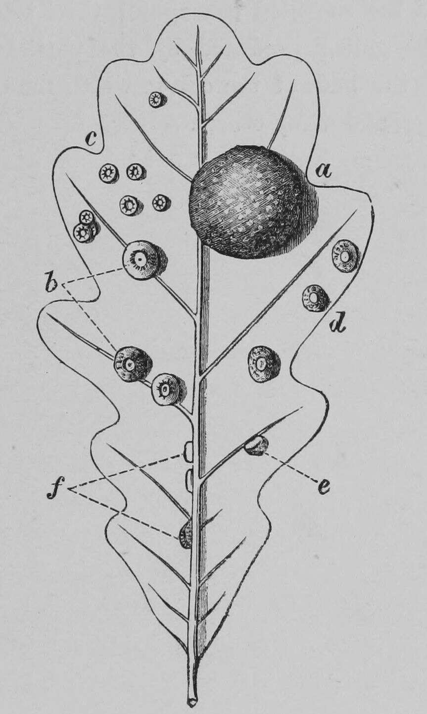 Imagem de Neuroterus