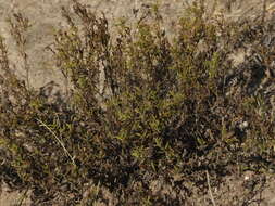 Plancia ëd Menodora integrifolia (Cham. & Schltdl.) Steud.