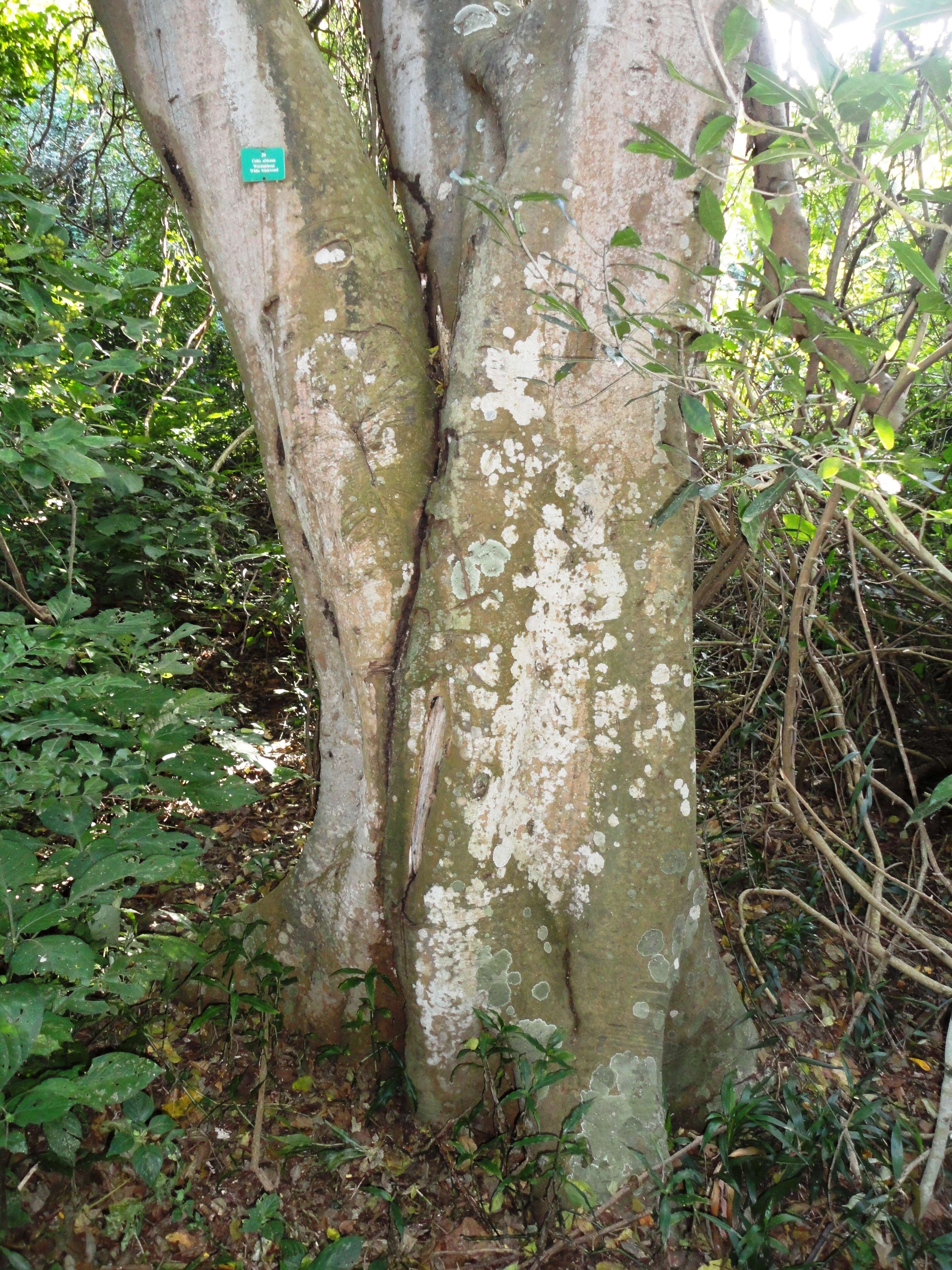 Image of Common celtis