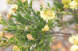 Image of Melaleuca systena L. A. Craven