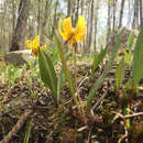 Image of dogtooth violet