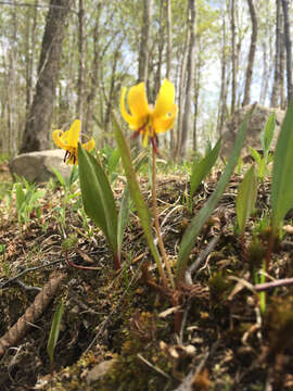 Imagem de Erythronium americanum subsp. americanum