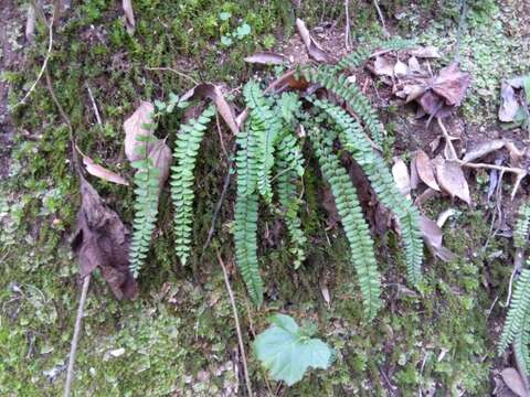 Image de Asplenium trichomanes subsp. quadrivalens D. E. Meyer