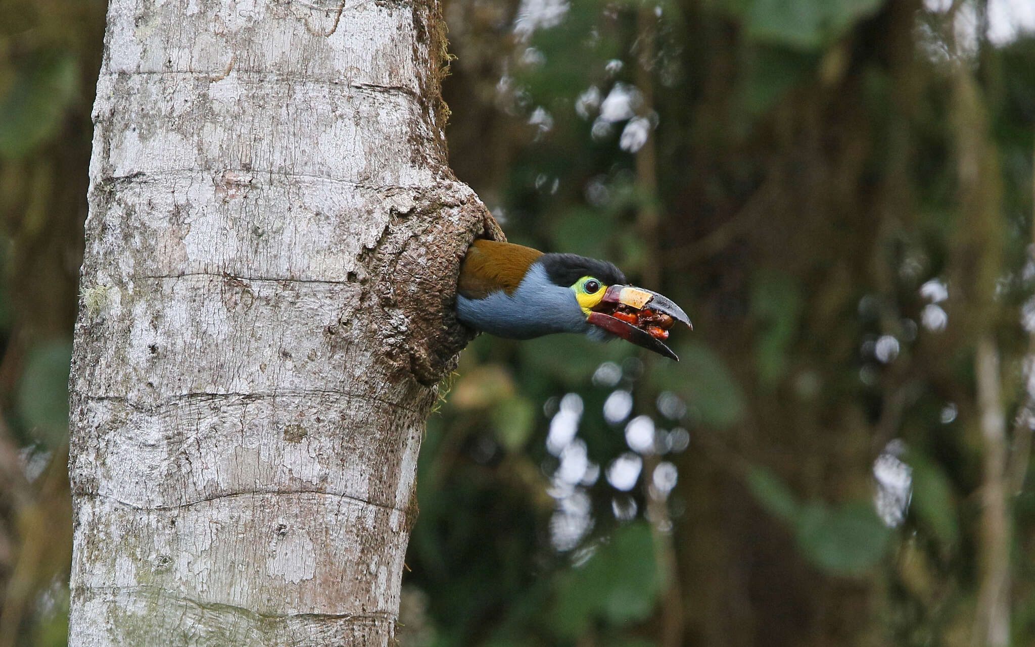 Image of Plate-billed Mountain Toucan