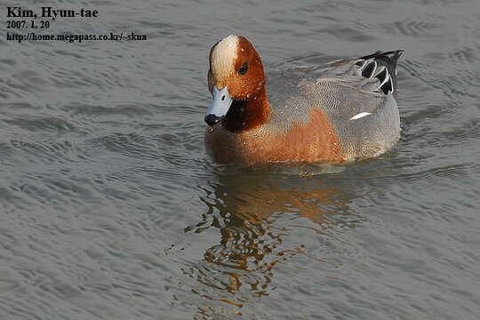 Image of Eurasian Wigeon