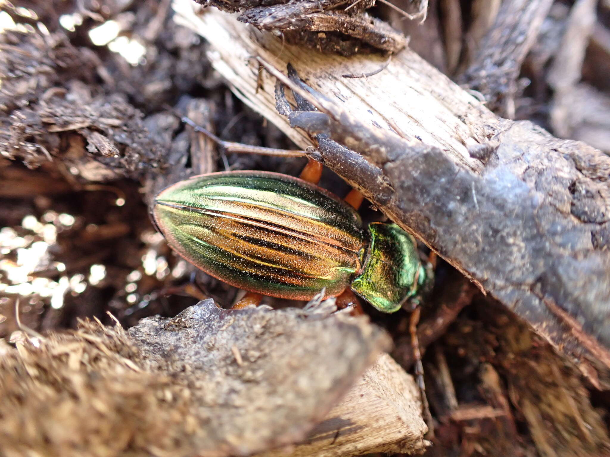 Carabus (Tachypus) auratus lotharingus Dejean 1826 resmi