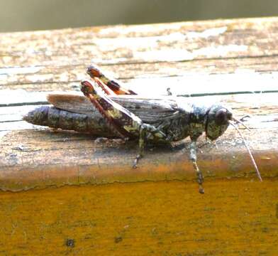 Слика од Melanoplus punctulatus (Uhler 1862)