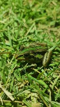 Image of Striped Burrowing Frog