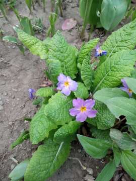 Image of Primula acaulis subsp. rubra (Sm.) Greuter & Burdet