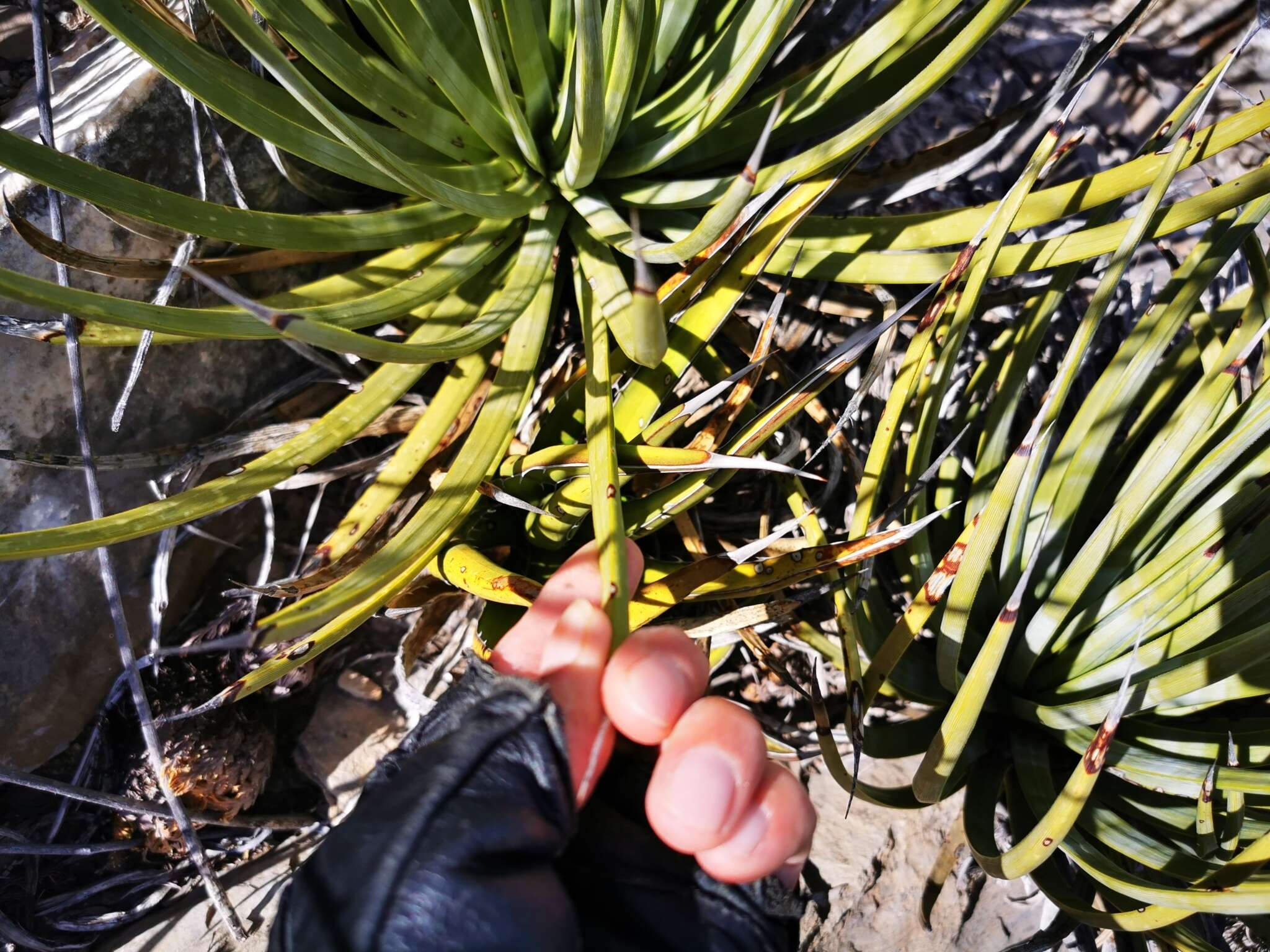 Agave striata subsp. falcata (Engelm.) Gentry resmi