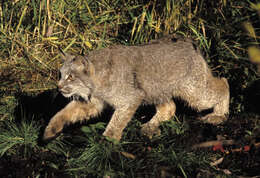 Image of Mexican bobcat