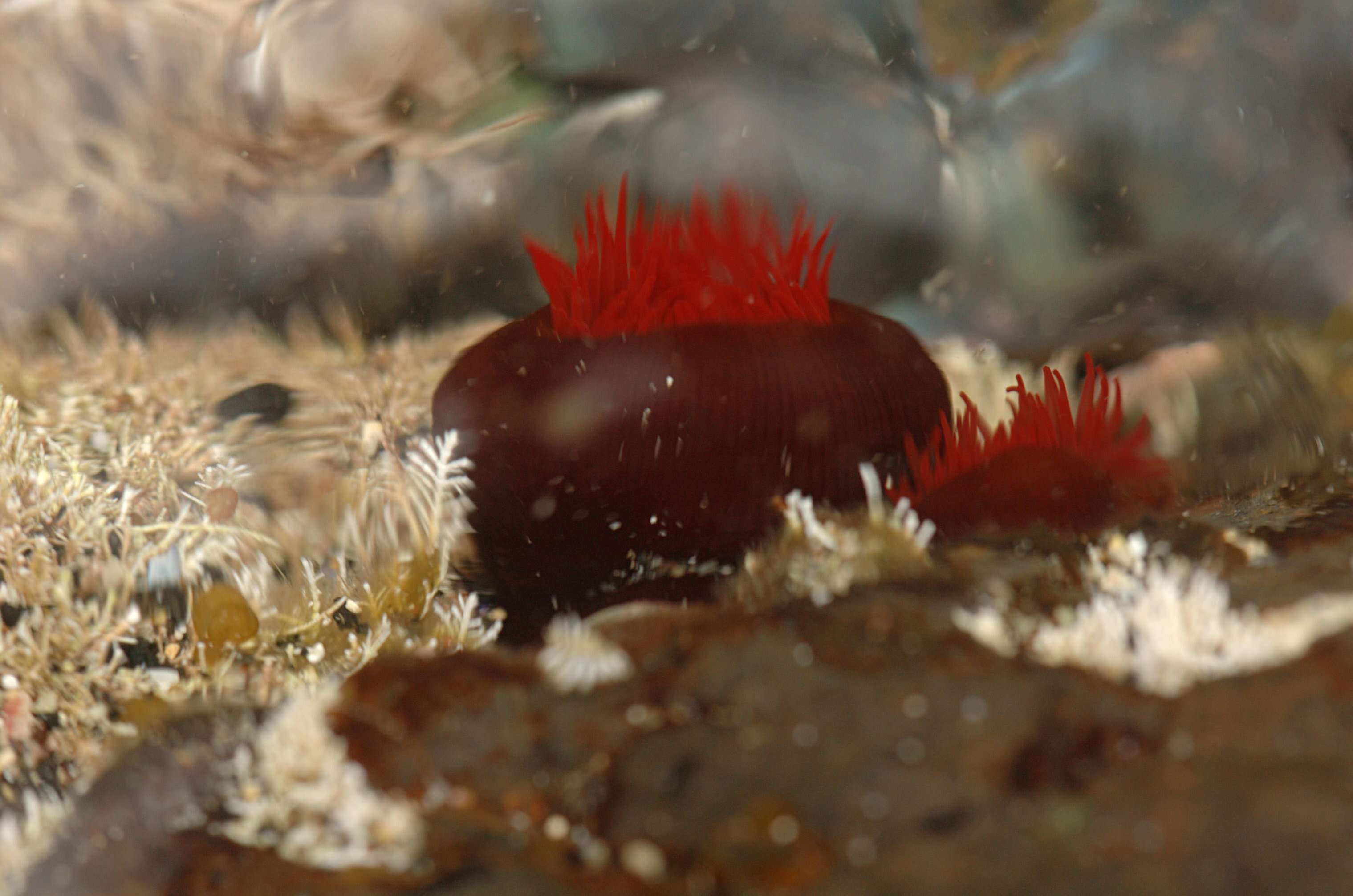 Image of Red Waratah Anemone