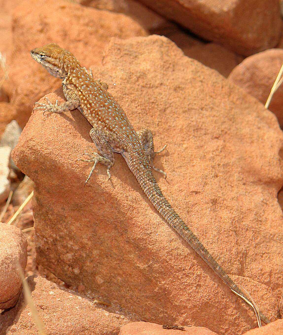 Image of Common Sagebrush Lizard