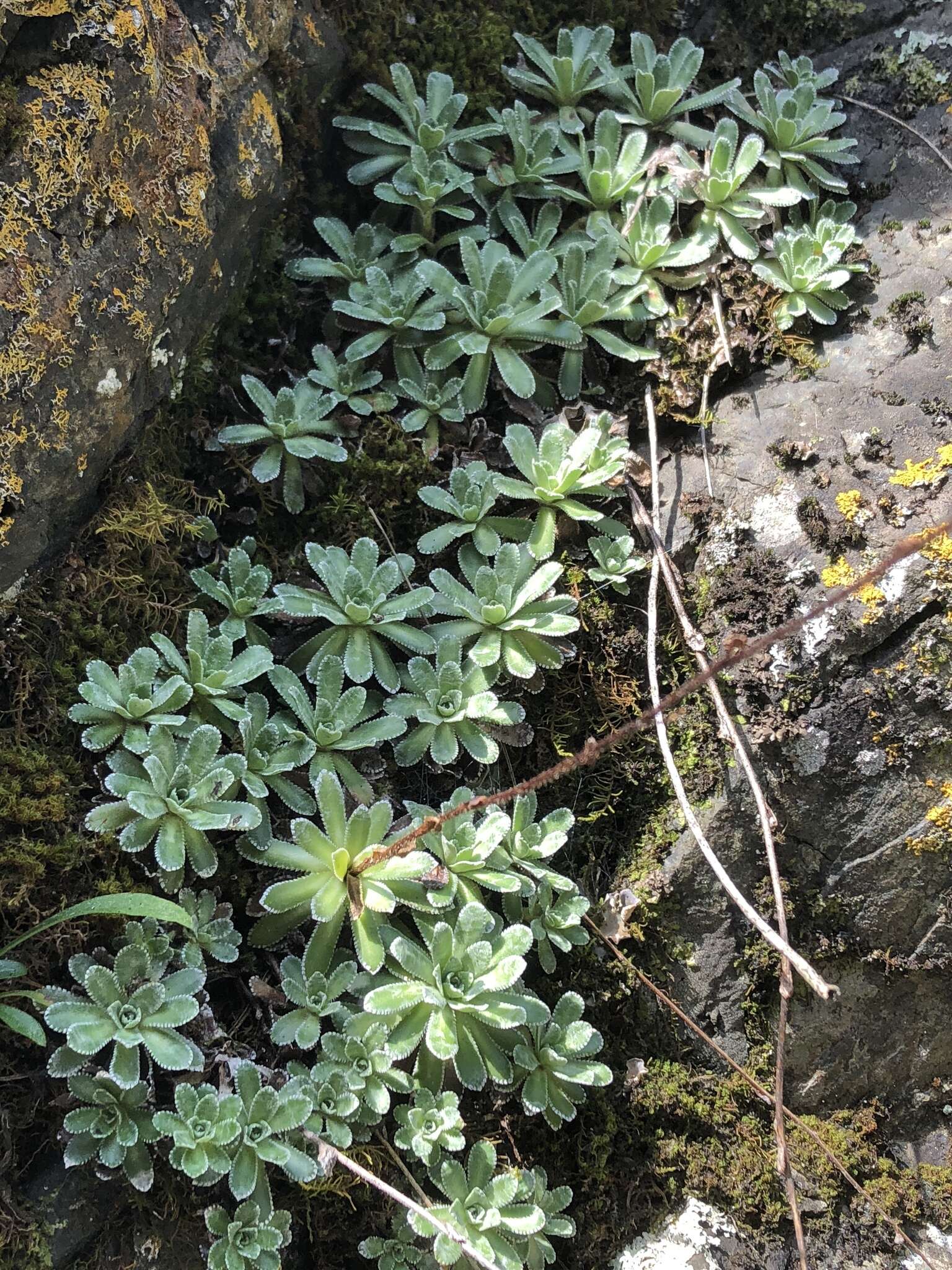 Image of Livelong Saxifrage