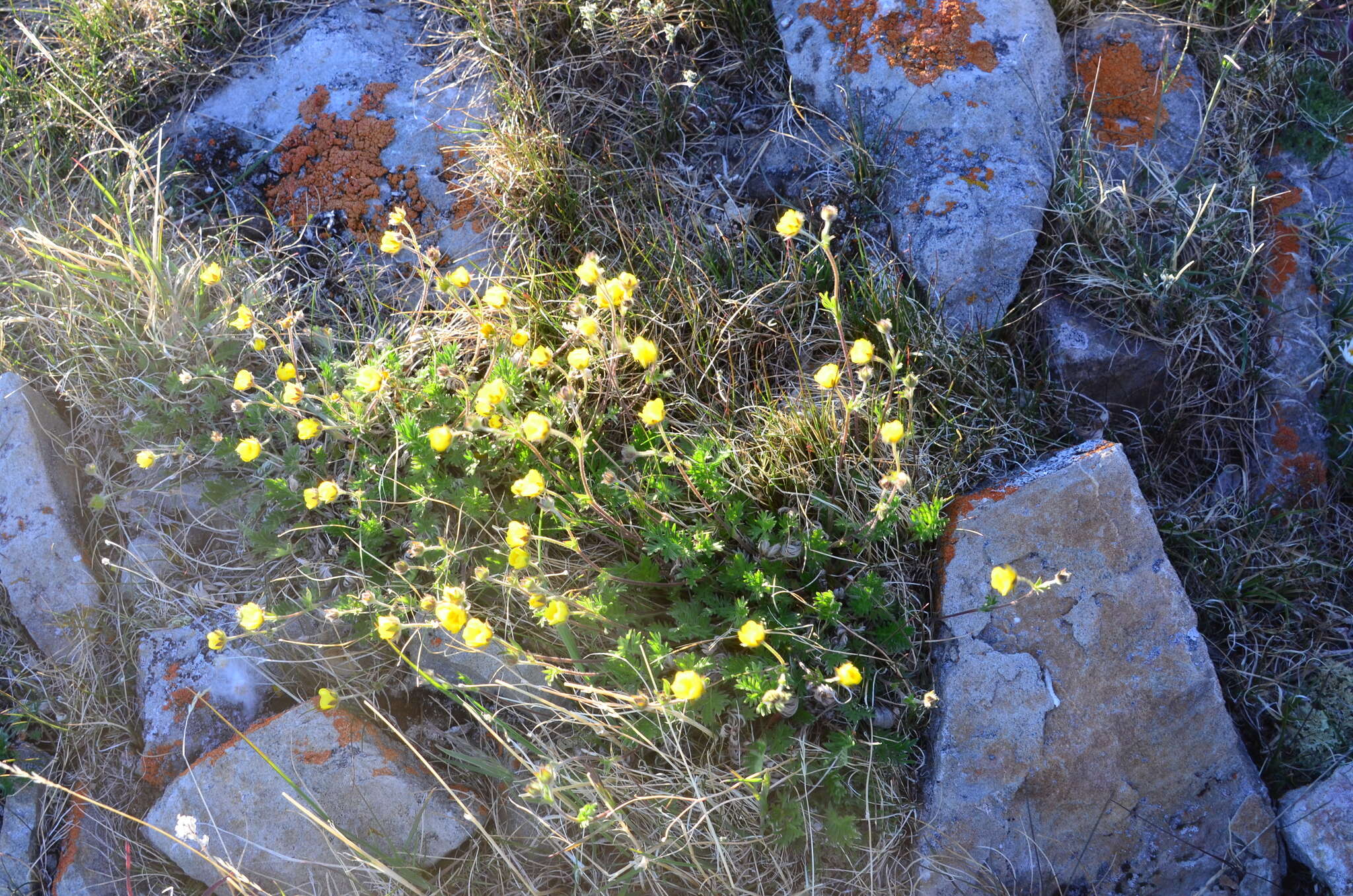 Image of Potentilla anachoretica Sojak