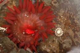 Image of Red Waratah Anemone