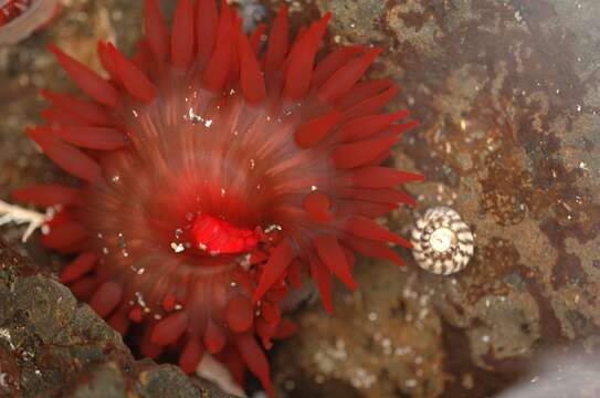 Image of Red Waratah Anemone