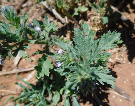 Image de Verbena bracteata Cav. ex Lag. & Rodr.