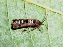 Image of Raspberry Clearwing