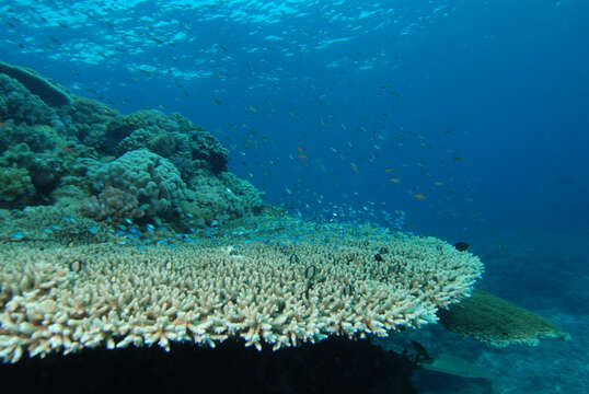 Image of Staghorn corals