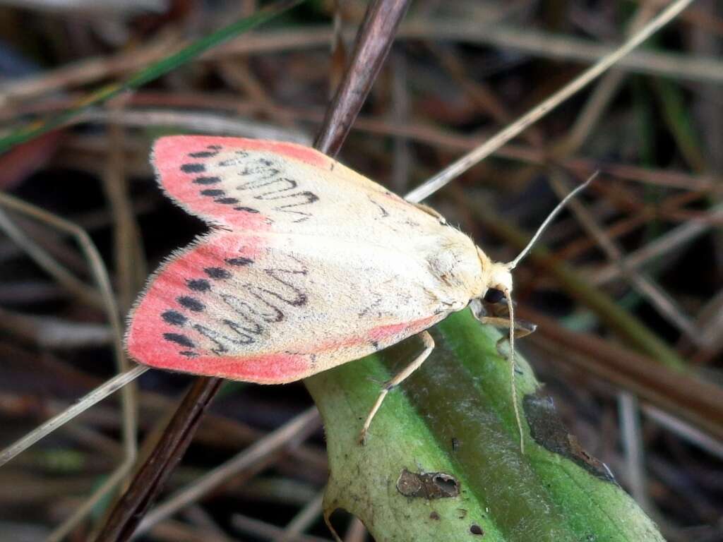 Image of rosy footman