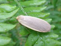 Image of common footman