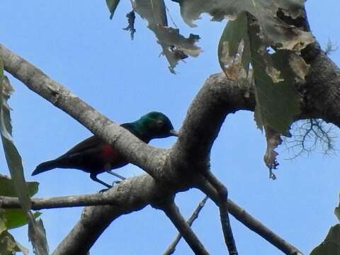 Image of Johanna's Sunbird