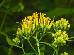 Image of wood ragwort