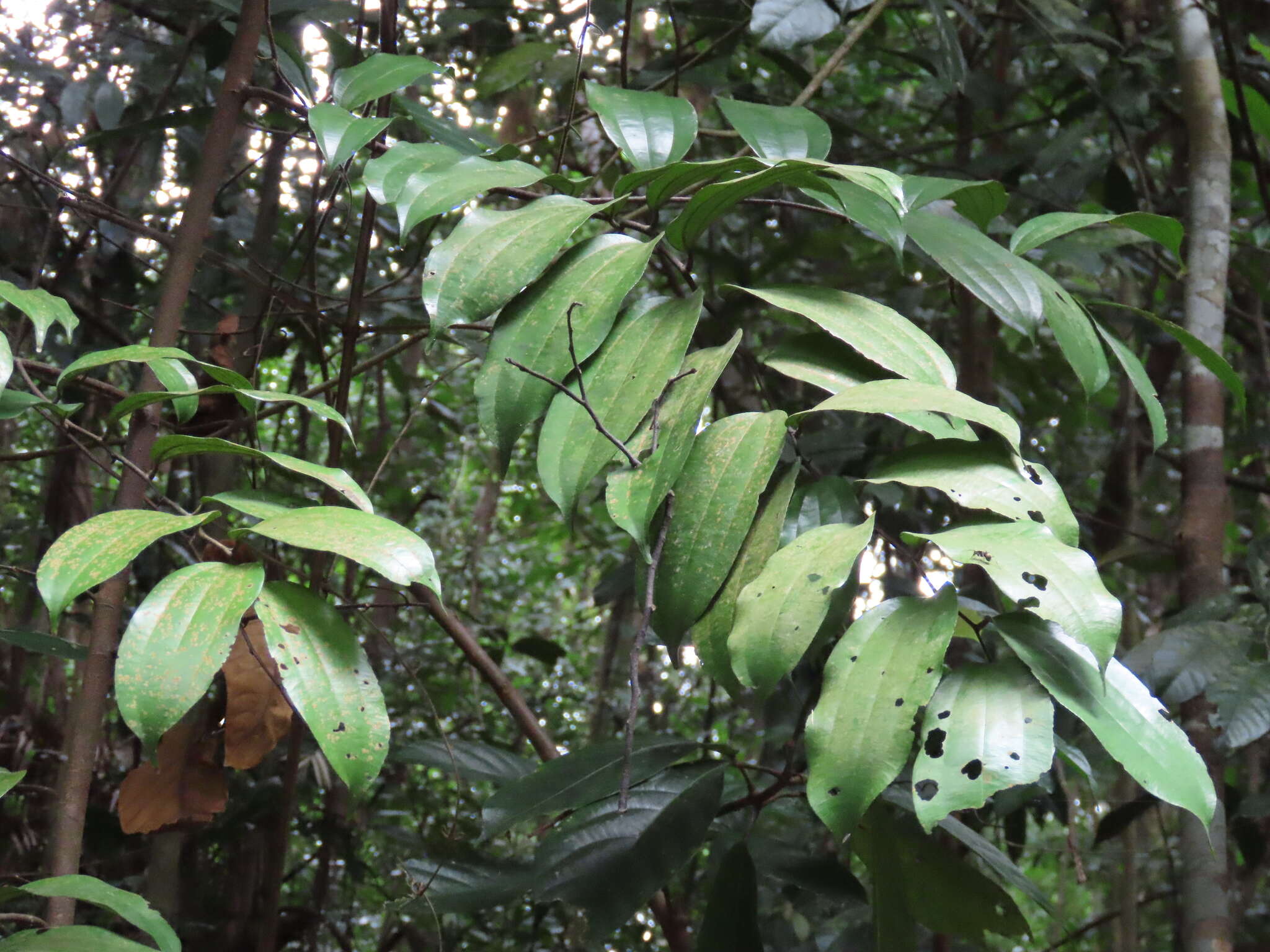 Image of Ziziphus elegans Wall.