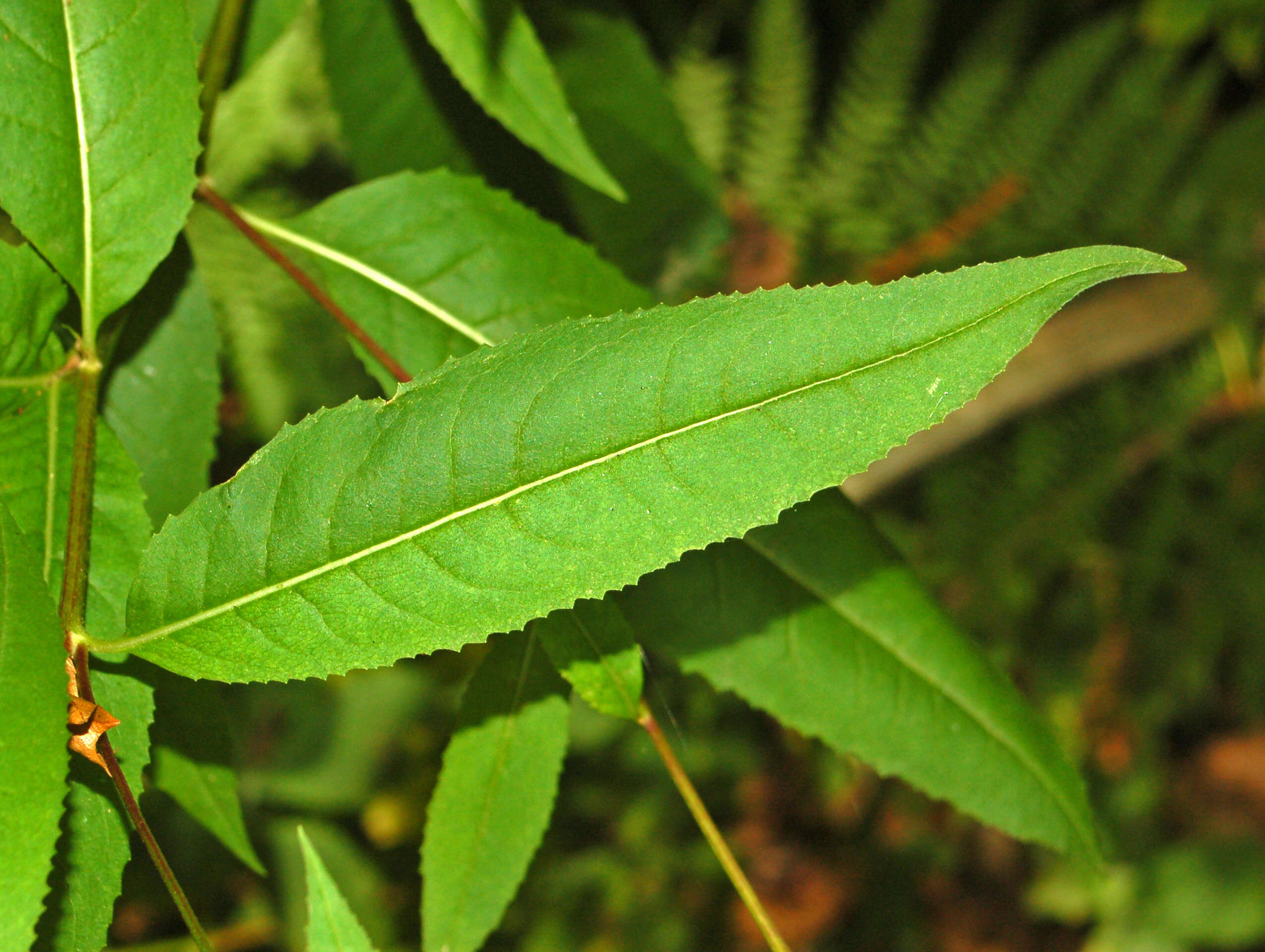 Image of wood ragwort