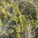 Image of saltwater bush