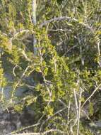 Image of saltwater bush